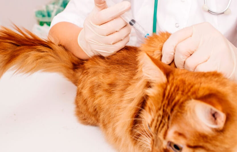 Ветеринар делает укол котенку, владелец держит его на руках